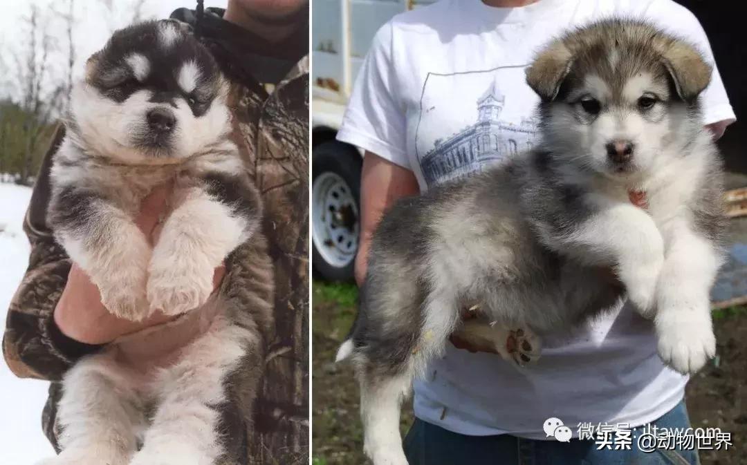 阿拉斯加雪橇犬怎么喂养,最大的阿拉斯加雪橇犬