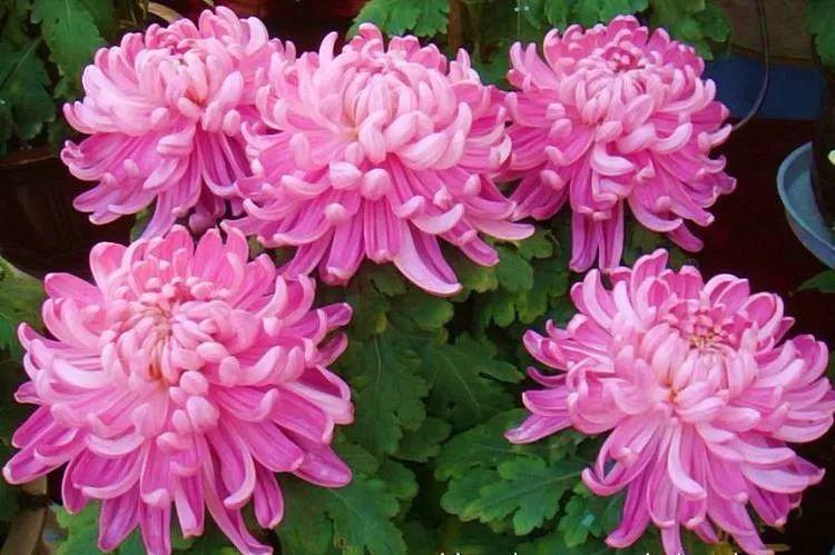 看过才明白为什么牡丹是国花,为什么有人说中国国花是牡丹