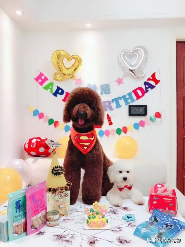 泰迪狗狗牙结石怎么去除,泰迪牙结石怎么去除