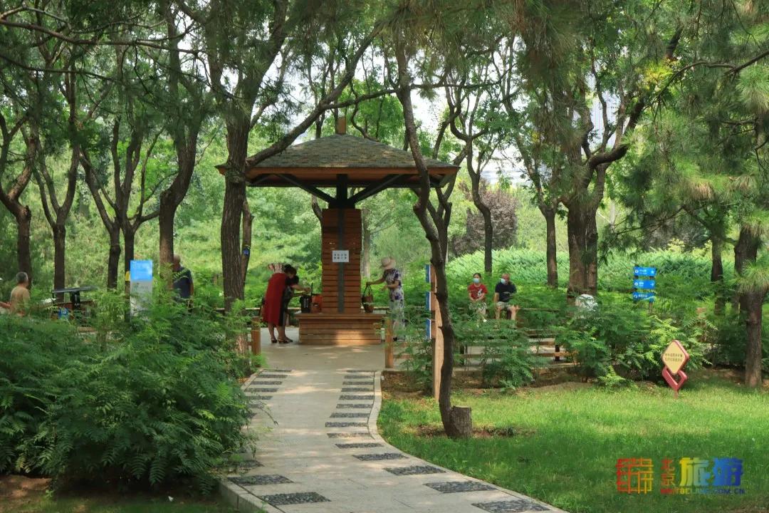 免费！市区就有“小森林”，花海芳香扑鼻！还有美好的祝福送给你