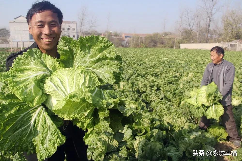 永城苗桥镇，以产业发展实绩体现主题教育实效