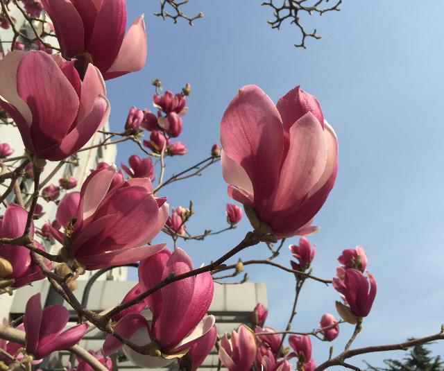 一句话点评985大学,一句话吐槽985