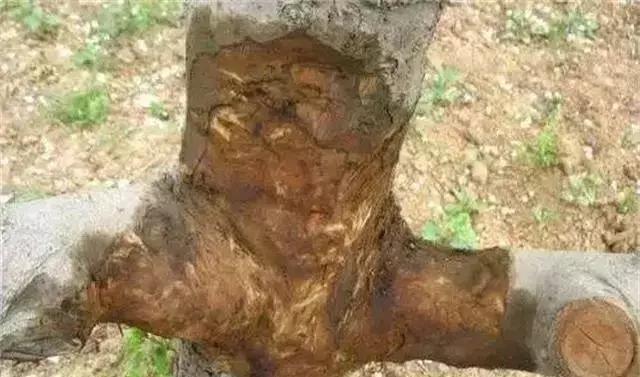 树死了有什么征兆,树死了有补救办法吗