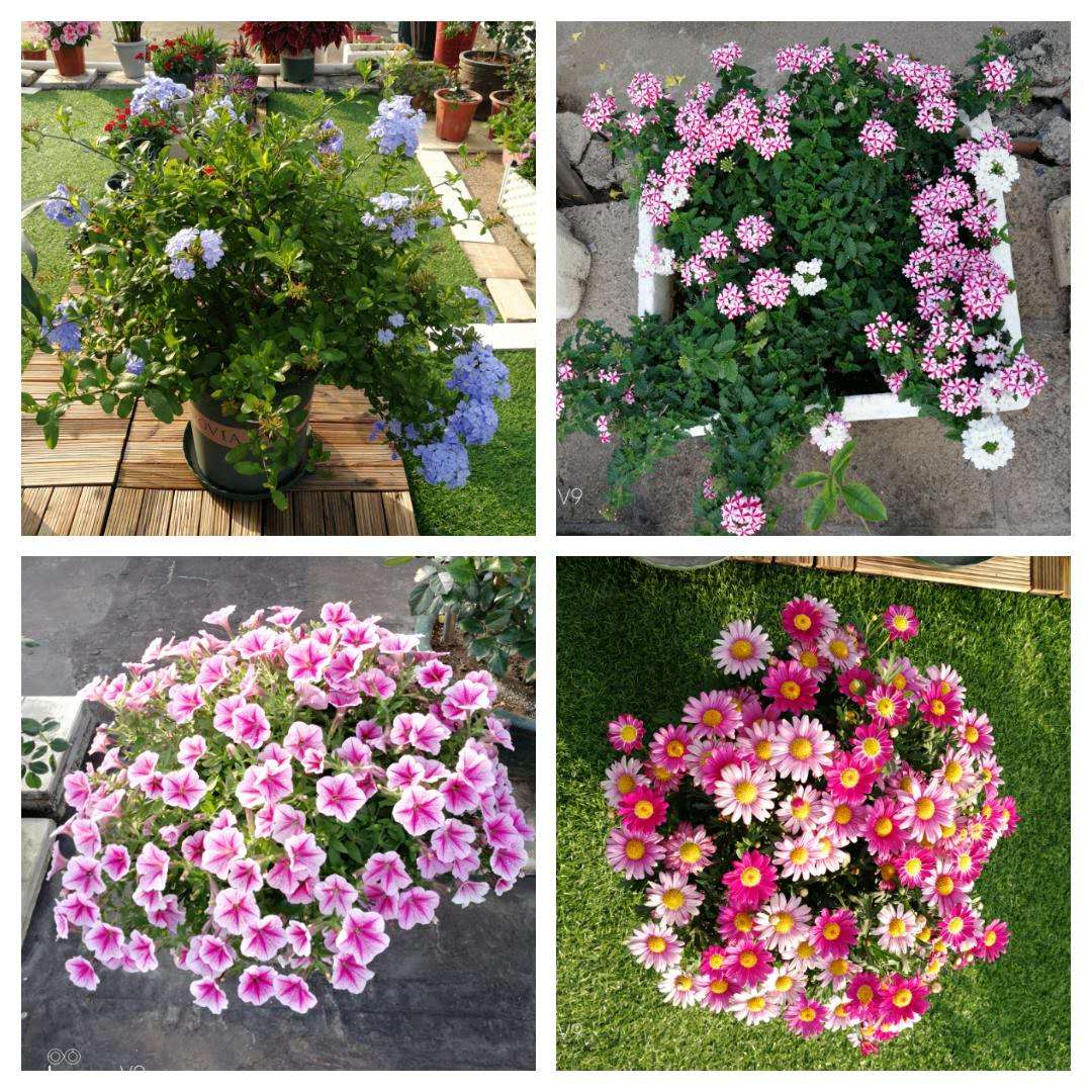 小楼花园0-1养成记