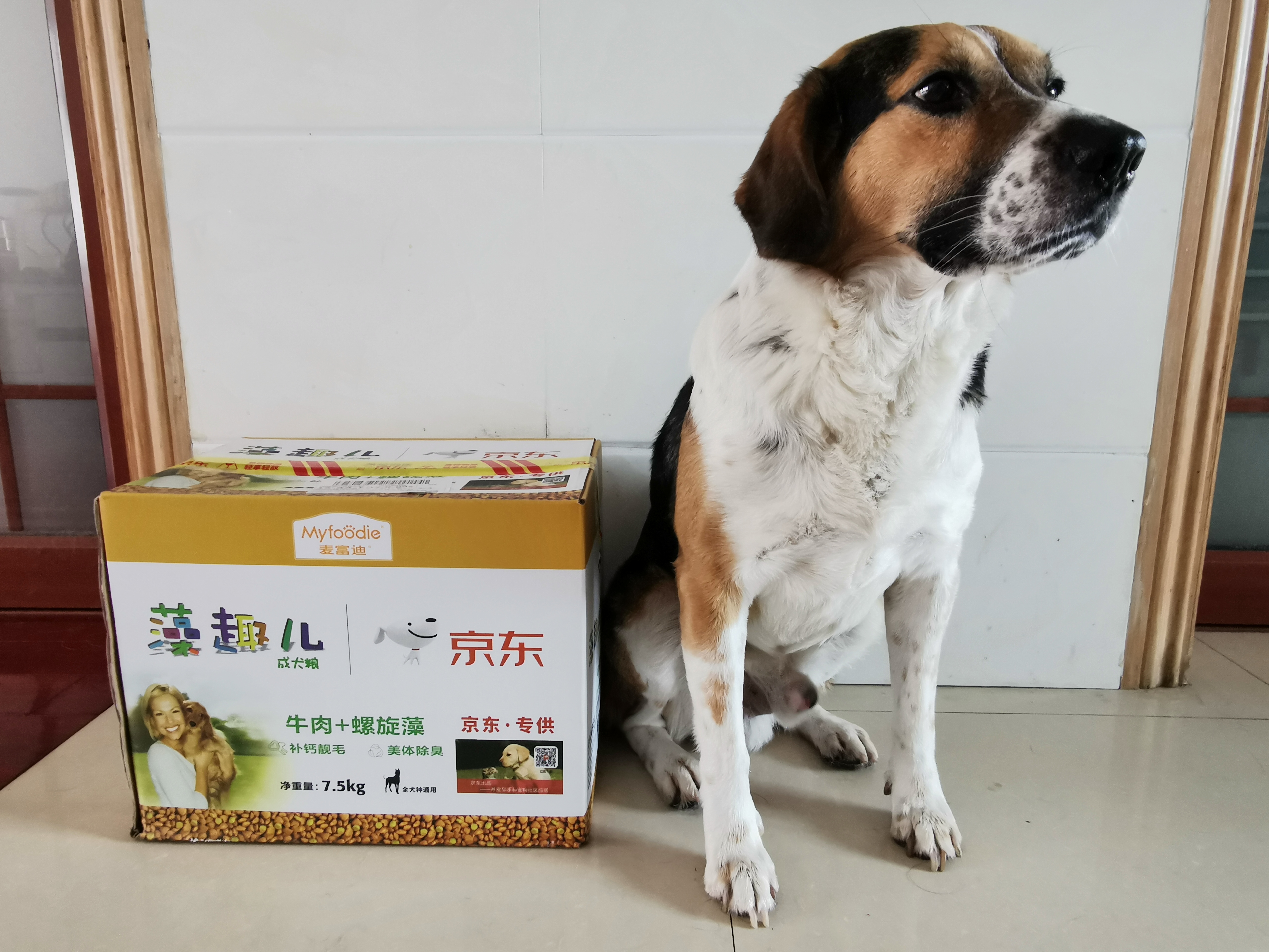 带狗爬山需要准备的装备大合集,准备带狗狗去旅行