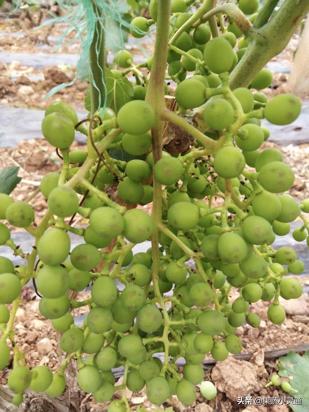 葡萄果穗发黑干枯怎么回事,葡萄果实有黑斑的防治方法