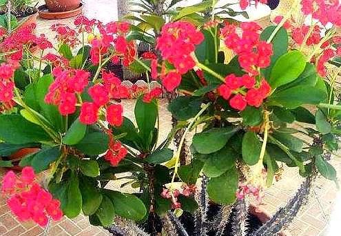 虎刺梅需要拔掉叶子吗,虎刺梅买回来用浇水吗