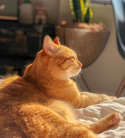 猫真的有那么聪明吗,猫真的有那么聪明嘛