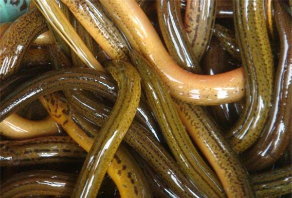 钓黄鳝出洞技巧,黄鳝钓黄鳝怎么钓