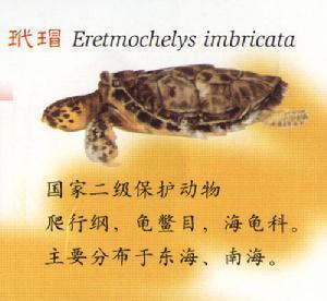 龟类分类大全图片,龟类的种类及图片大全