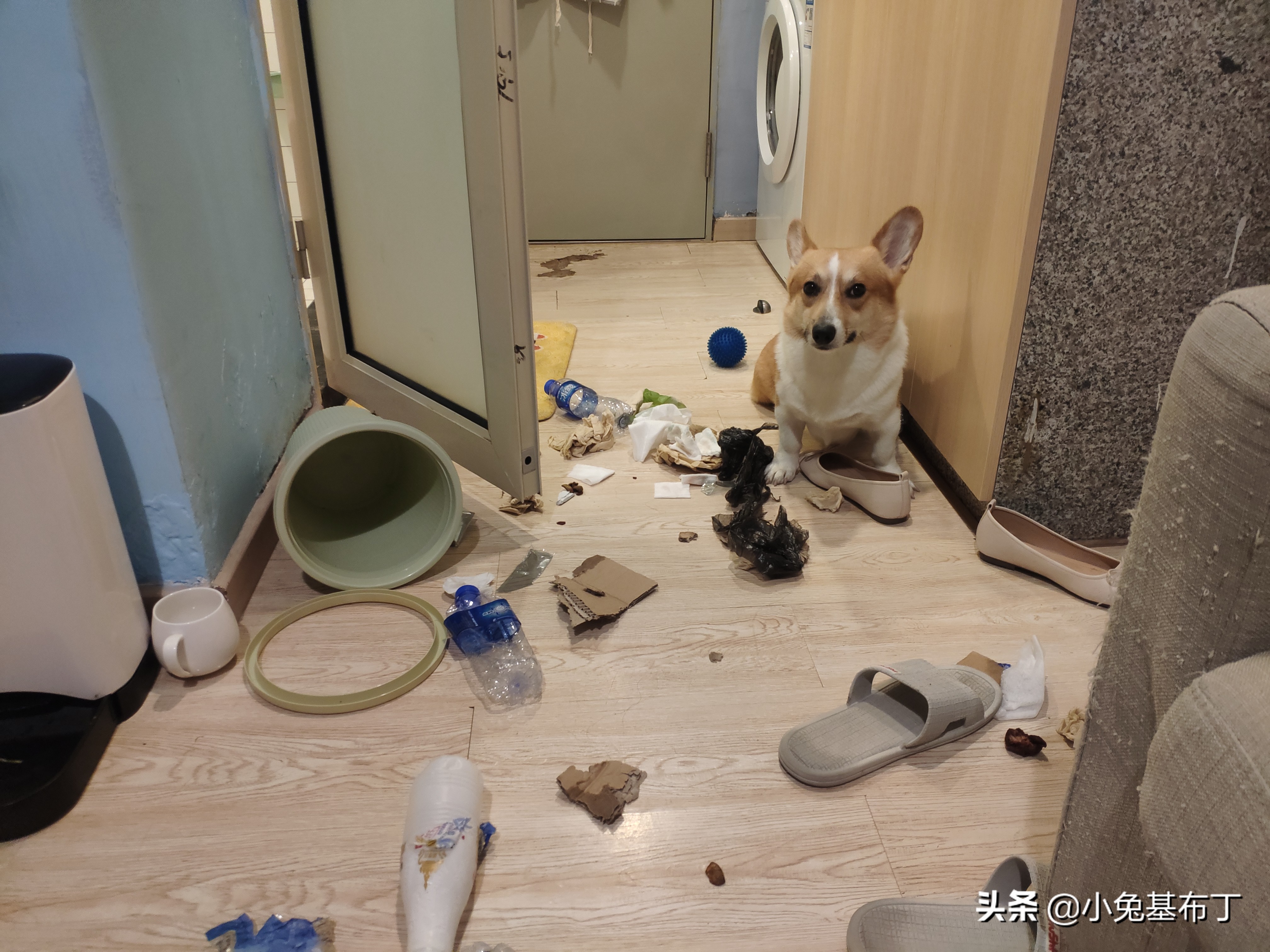 主人出差狗狗独自在家,主人外地出差狗狗跑