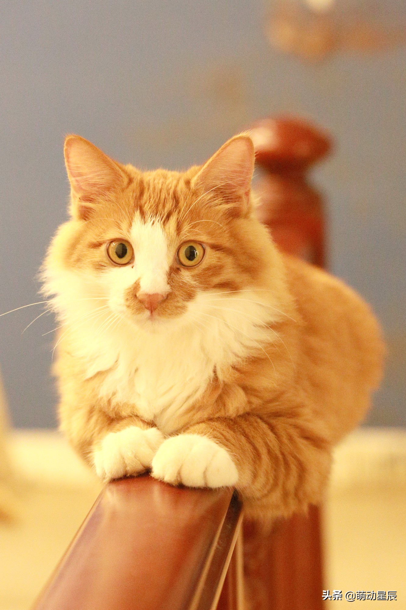 田园猫和品种猫哪个颜值更高,中华田园猫跟哪种品种猫配好看