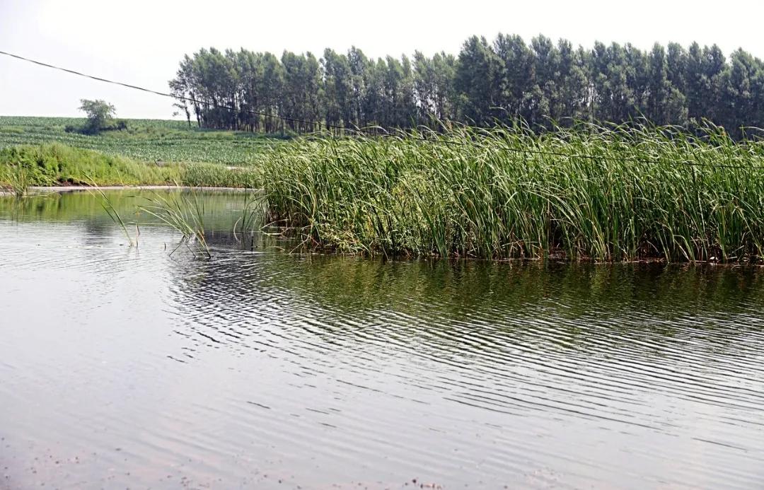 散文：汾阳的九月