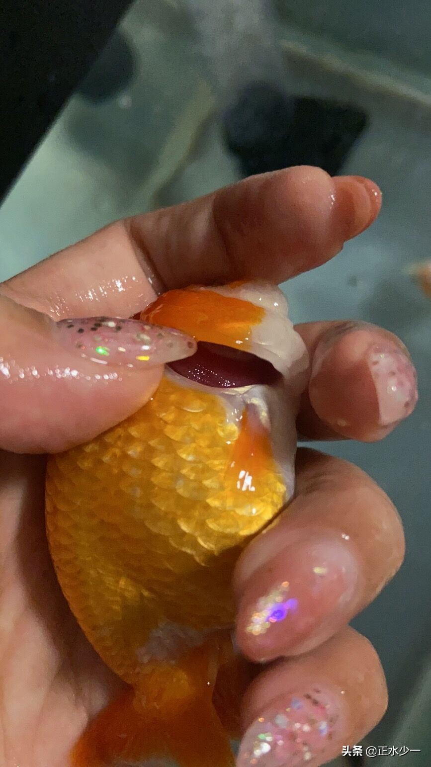 金鱼治疗菌鳃的最好办法,金鱼鳃霉病治疗方法