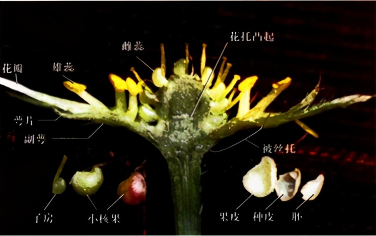 草莓上面的籽是草莓的种子吗,草莓上的籽是芝麻吗