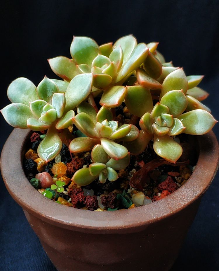 记录多肉长大的全过程,记录所有多肉成长过程