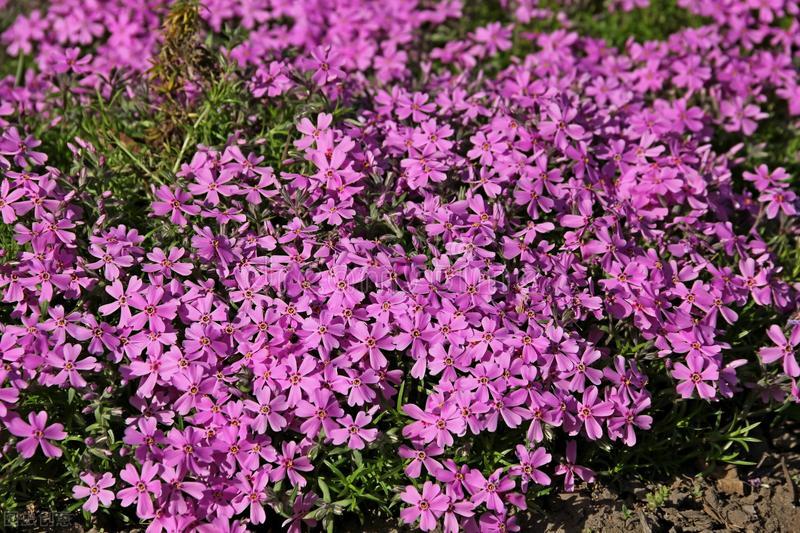 英语双语作文写作练习春天来了