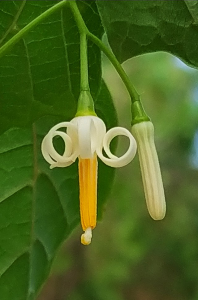 山间的野花不名贵，芬芳季节争艳斗菲“一花一世界一叶一菩提”
