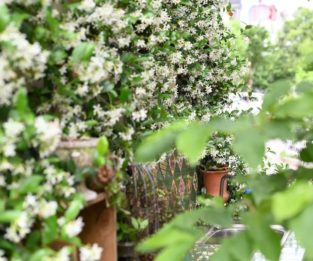 爬藤植物怎么牵引造型,爬藤植物是怎么爬藤的