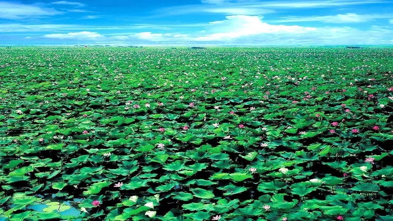 接天莲叶无穷碧,映日荷花别样红。醉美微山湖,缥缈入画图