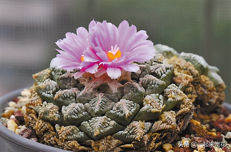 最好养的老桩几款多肉,多肉小苗如何长成老桩