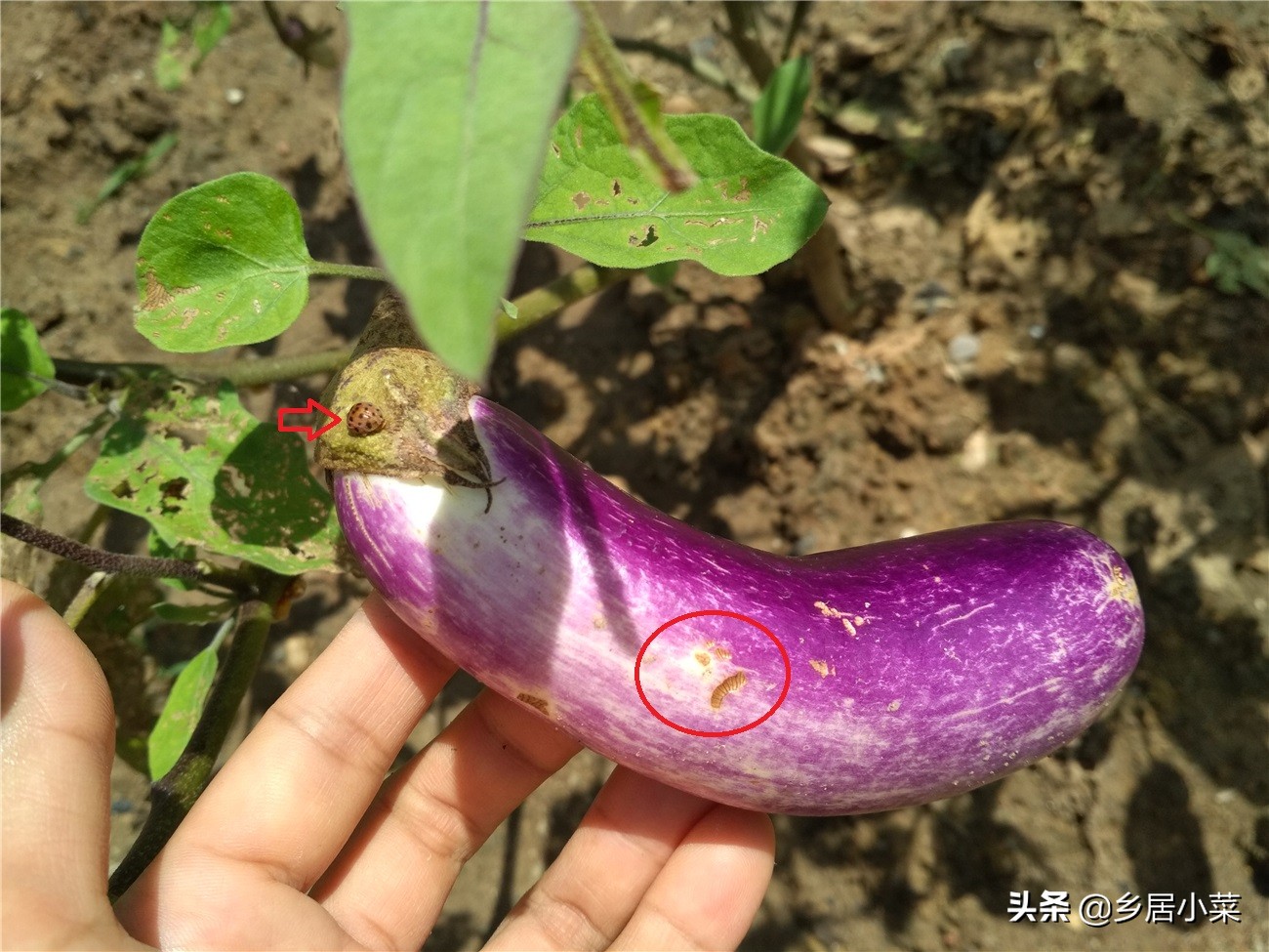 茄子叶病虫害图片大全,茄子种植用什么肥壮苗