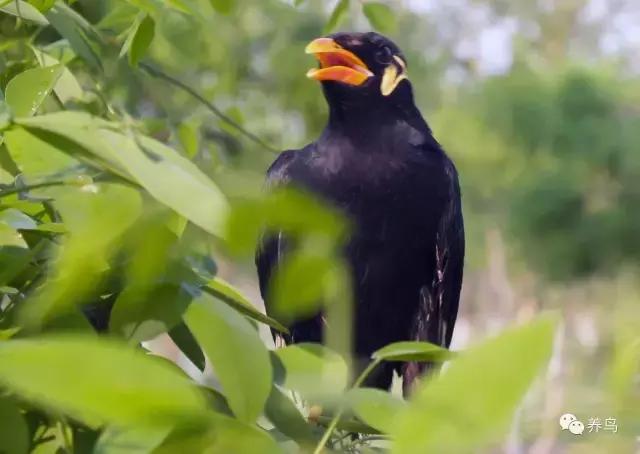 为什么要养鹦鹉,为什么要养八哥