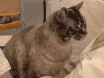 明明绝育了猫咪为什么还叫,明明是已经绝育的公猫