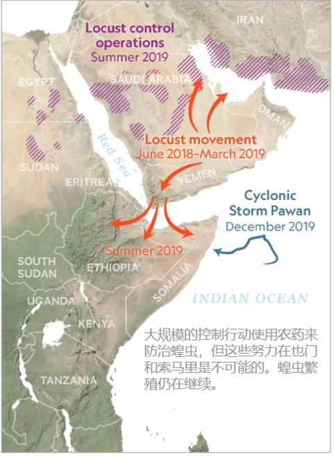 这次的蝗虫灾害为什么这么大,此次的蝗灾有多严重