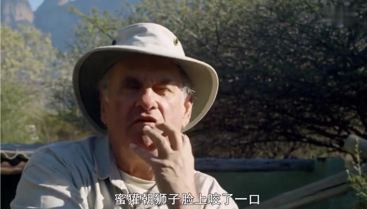 蜜獾为何如此凶猛,蜜獾那么凶猛真实的战斗力咋样