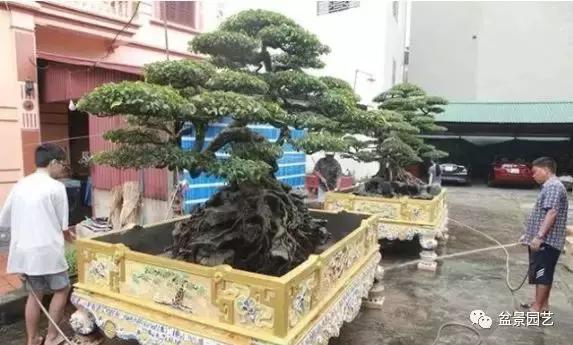 龙凤盆景多少钱一盆,现在值钱的盆景