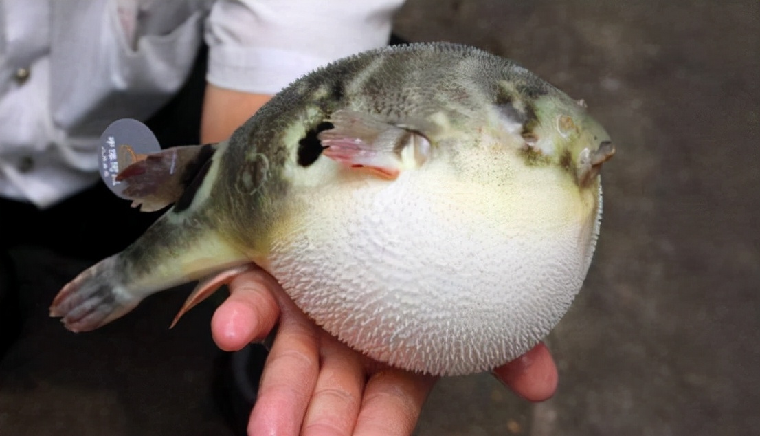 野生河豚食品安全吗,日本推出基因编辑河豚