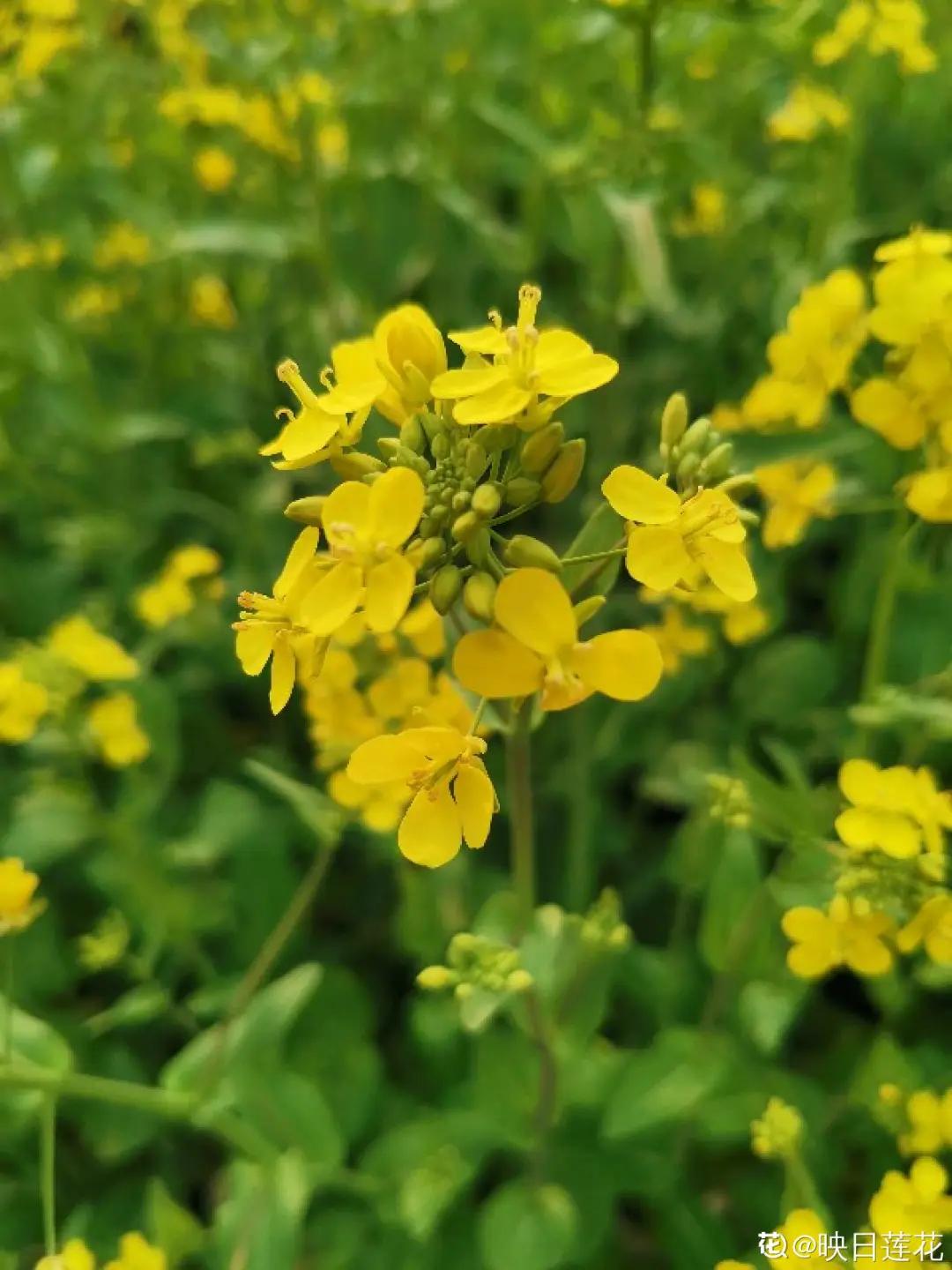 春天开的花有哪些常见又漂亮,十大名花在春天开的有哪些