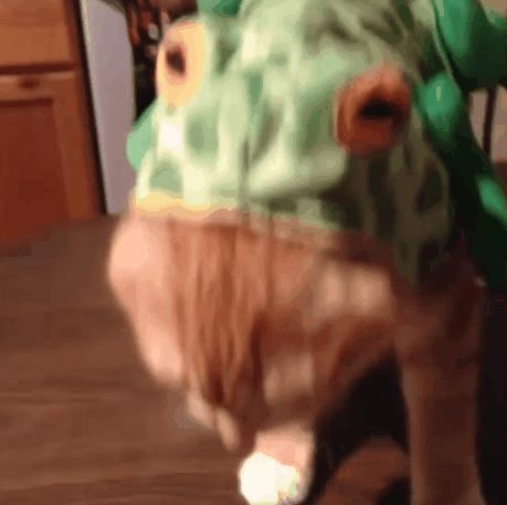 如何判断猫咪发烧,如何判断猫咪发了情