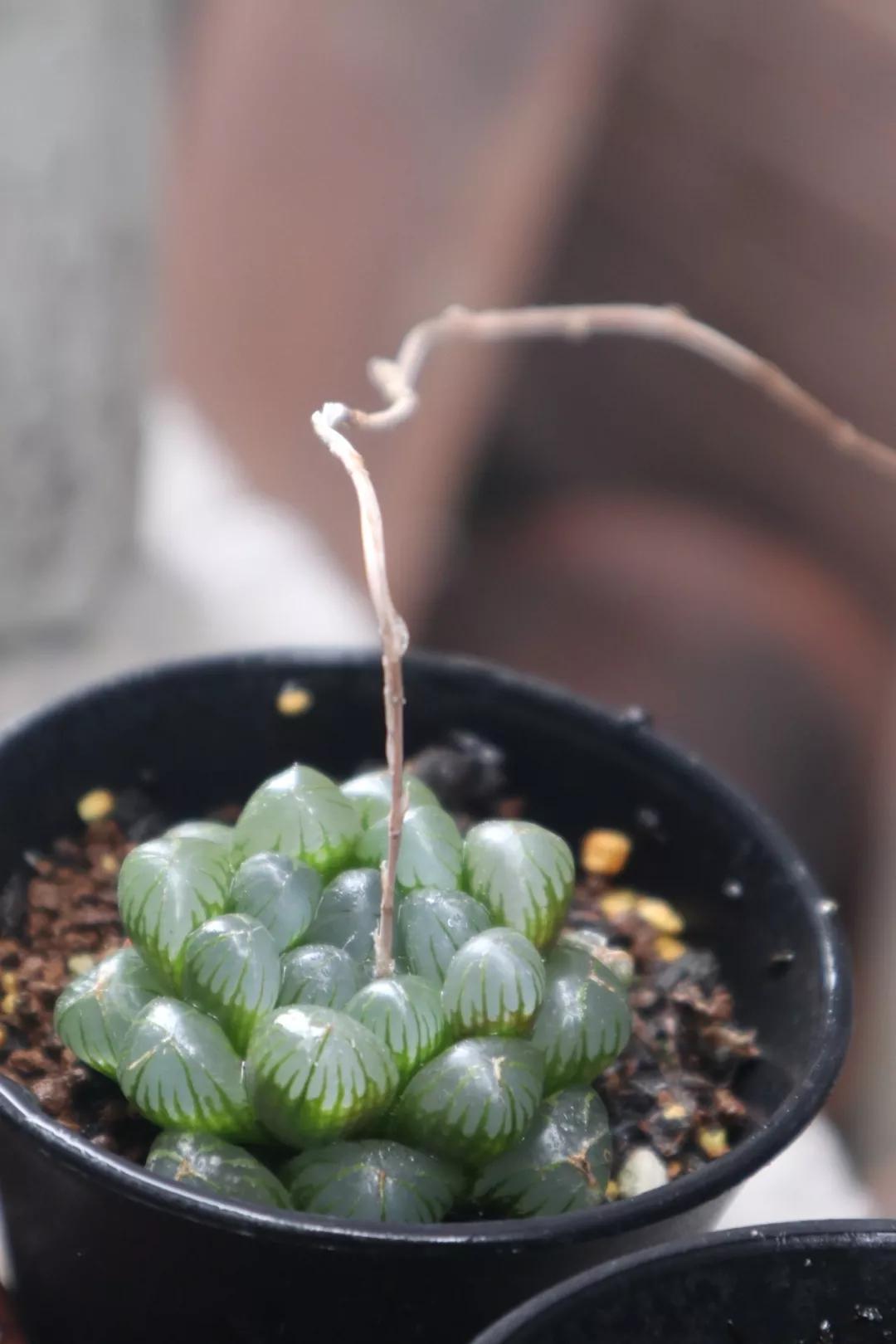 适合南方比较好养的12款多肉,养一年就开花的多肉品种