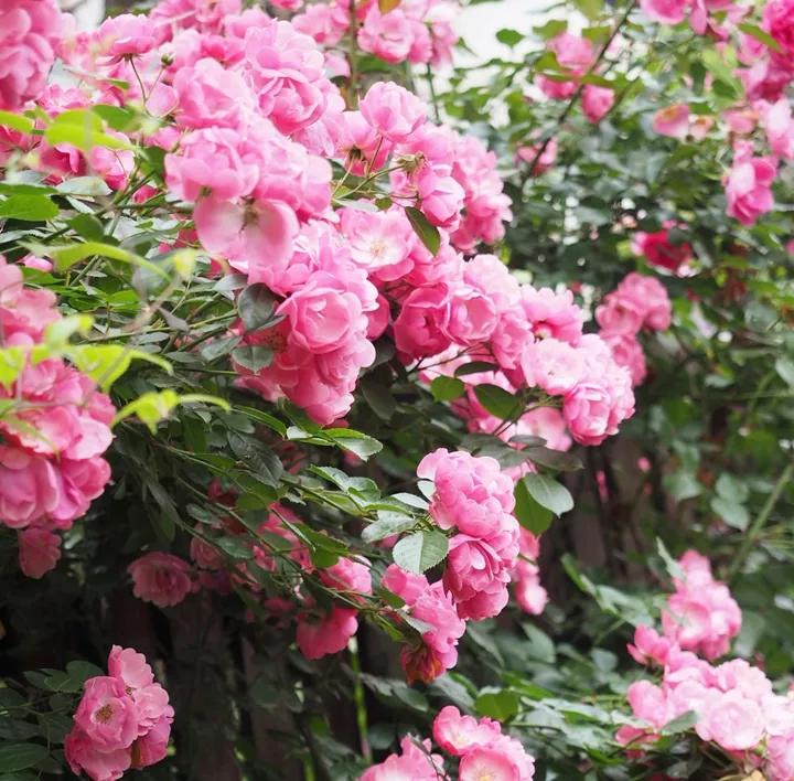 这6种碎渣渣，养花当土又当肥，比激素还有劲儿