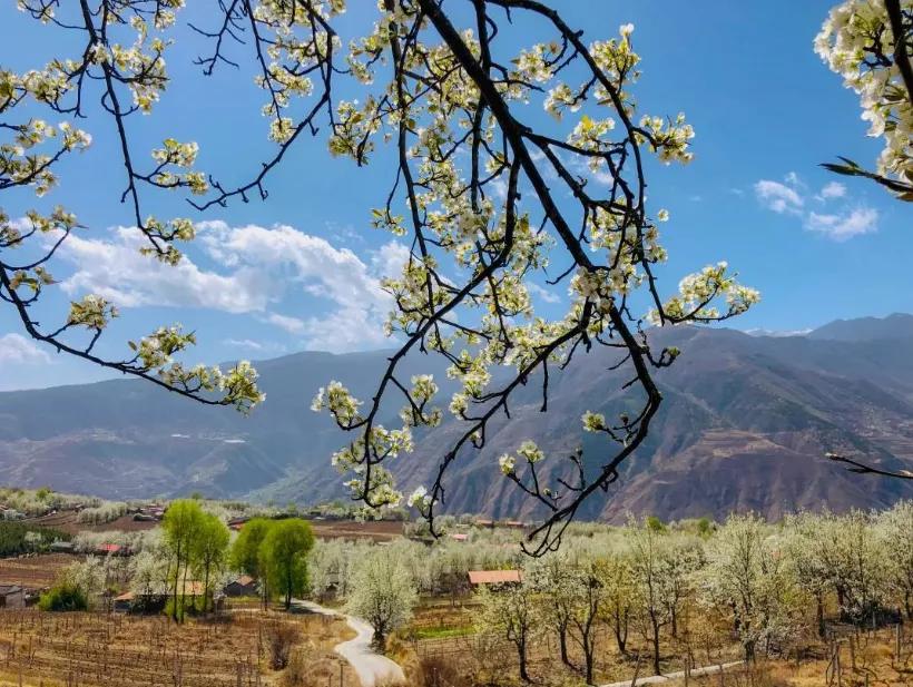 3月川西惊艳了所有人,千树万树梨花开川西