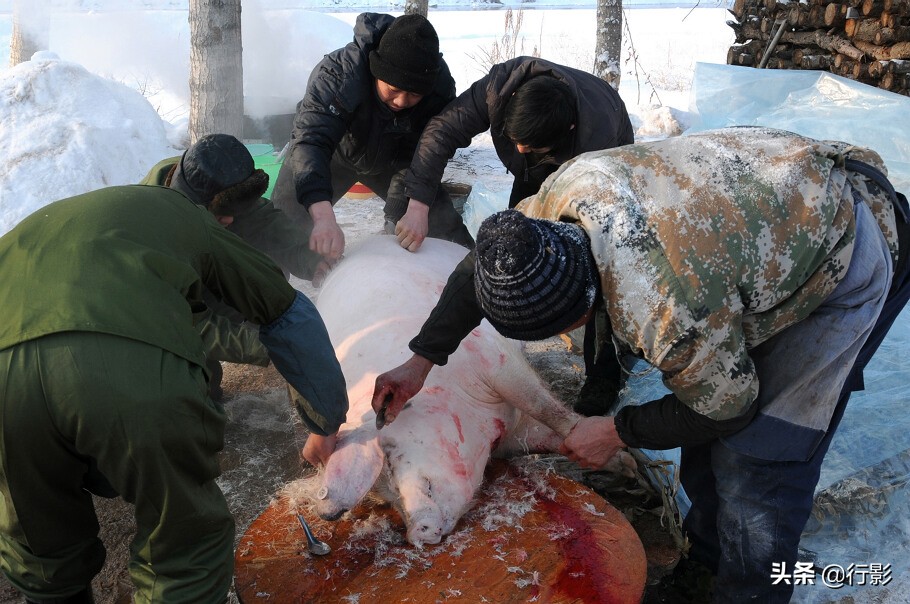 回忆年味东北杀猪菜图片,杀猪菜东北农村年味