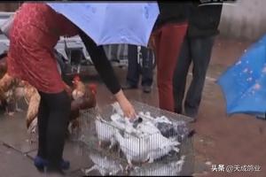 楼房养鸽子的好处,请问养鸽子能发财吗