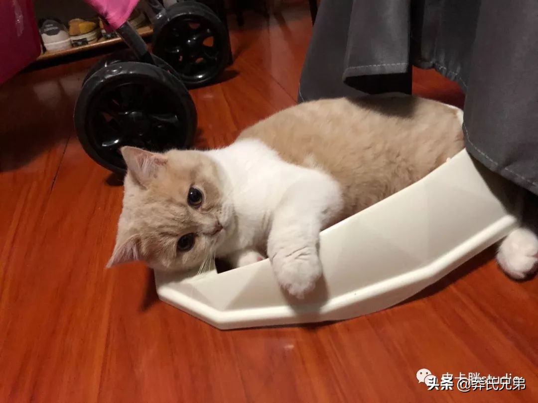 可爱小奶猫刚生出成长日记,一只小奶猫的成长过程