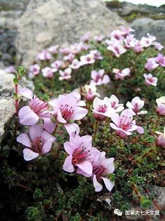 加拿大的国花是什么花,加拿大的国花国树图片