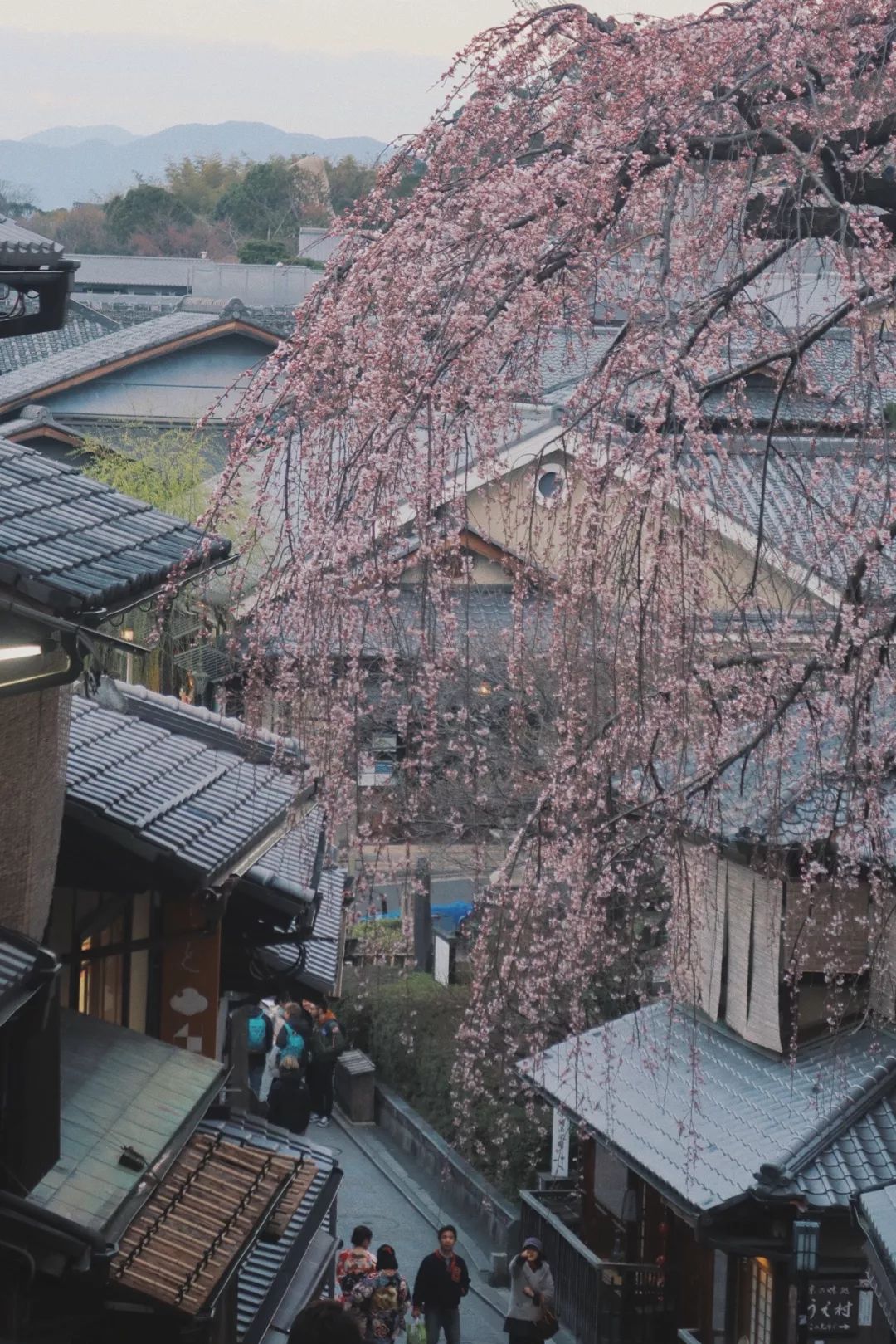游玩京都的感慨,夜游京都日本庭园