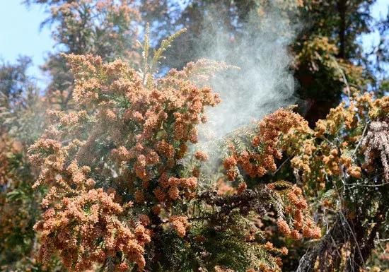 日本花粉症对策 (如何有效预防日本花粉症)