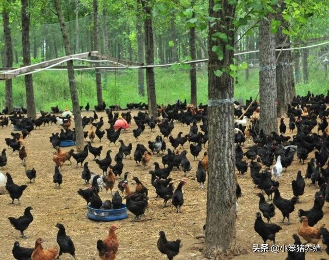 山地养鸡围栏适用什么规格的围网,养鸡围网