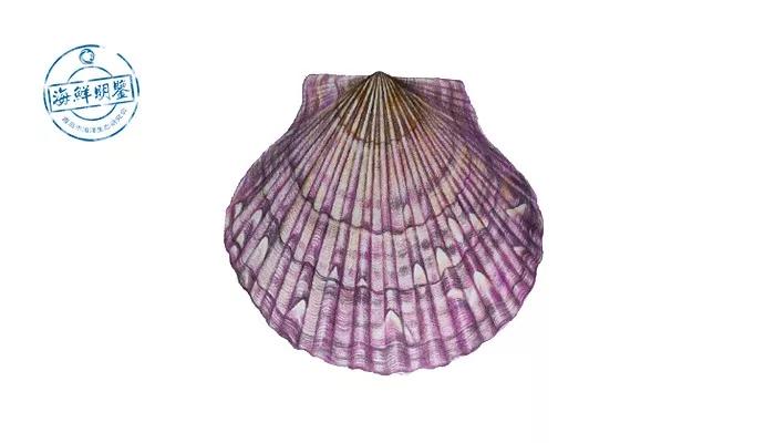 会跑路的扇贝你吃了吗,海鲜大咖活扇贝怎么处理干净