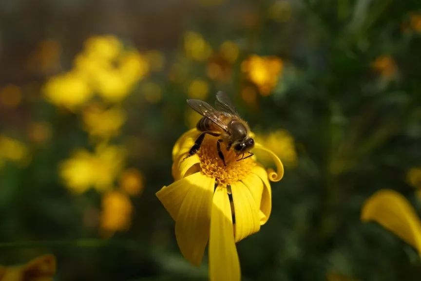 腾龙35-150mmf22.8二代z卡口,小身子大能量