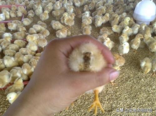 人工养殖家禽的优点和缺点,驱赶鸡鸭鹅最好方法