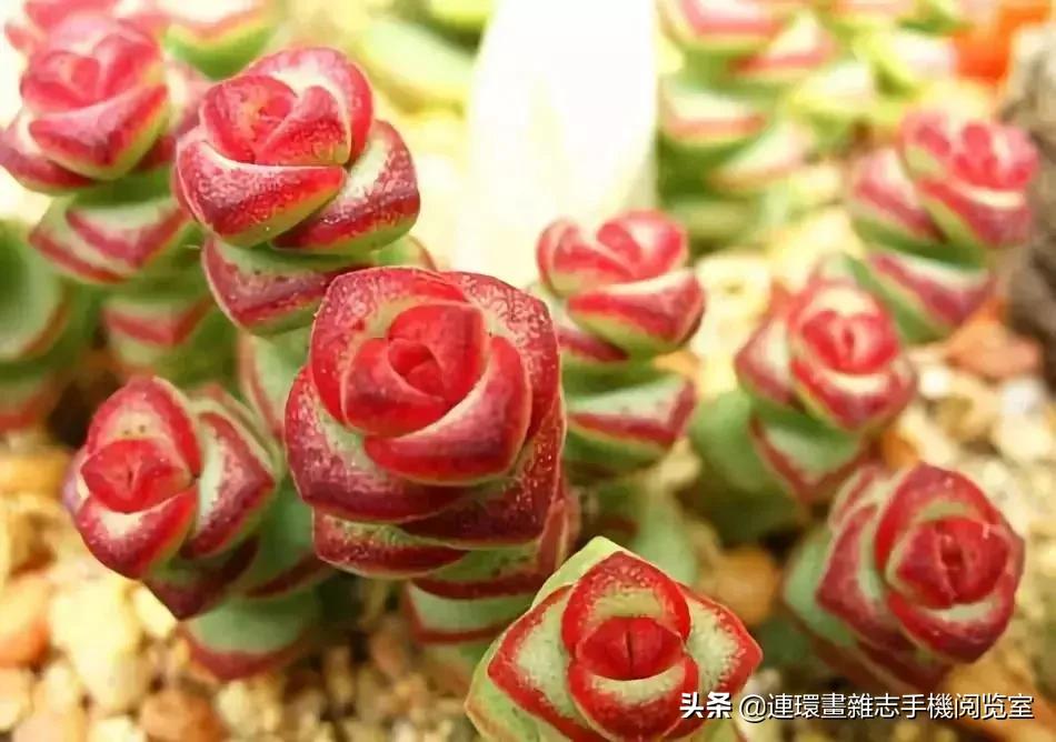 365种多肉图谱大全,365种鲜花图册大全