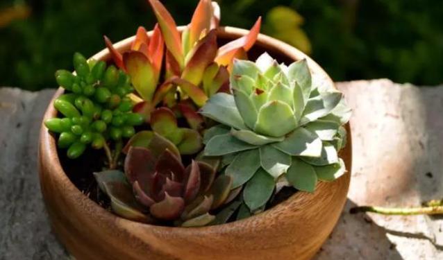 多肉叶子徒长处理办法视频,多肉叶子发绿怎么处理