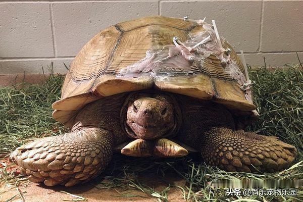 大乌龟从一米的地方摔下来有事吗,大乌龟从高处摔下壳裂出血会死吗
